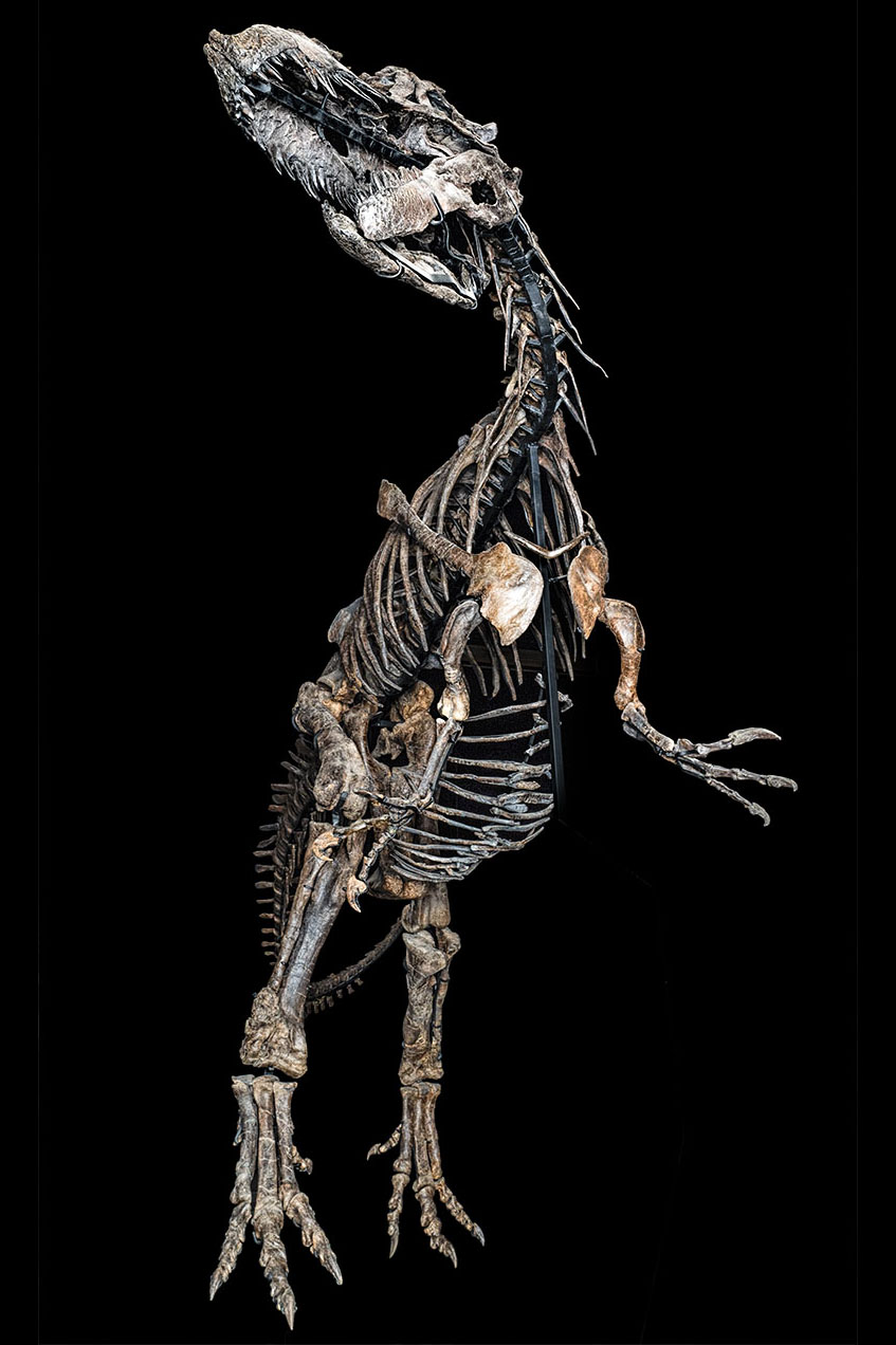 allosaurus2 kopier 2