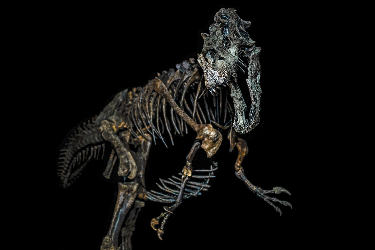 allosaurus5 kopier