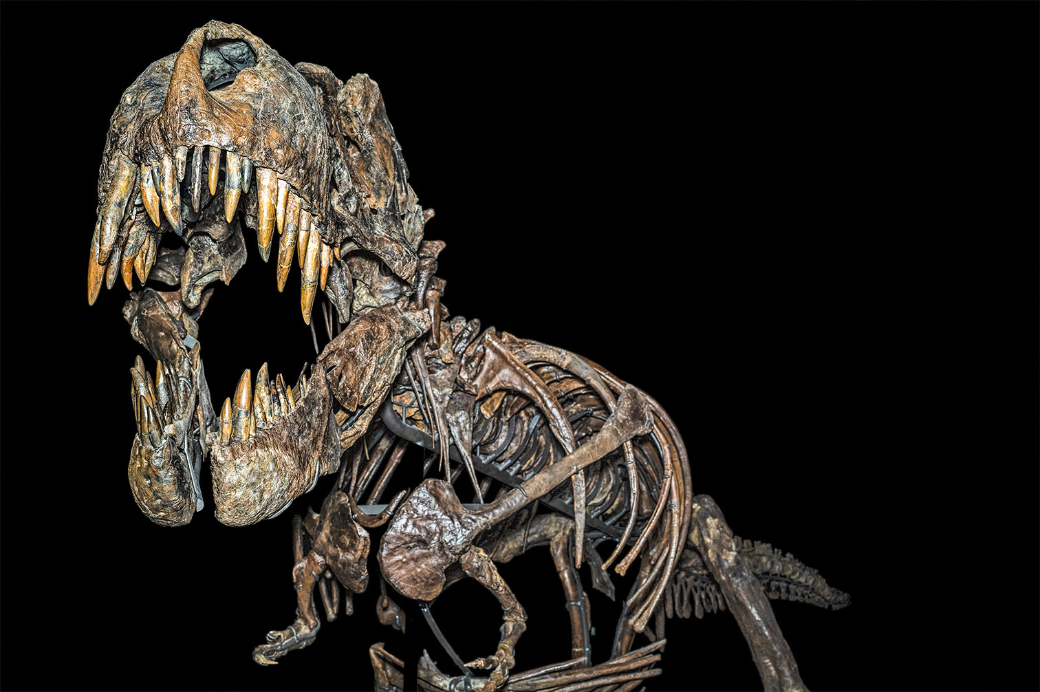 tyrannosaurus2 kopier