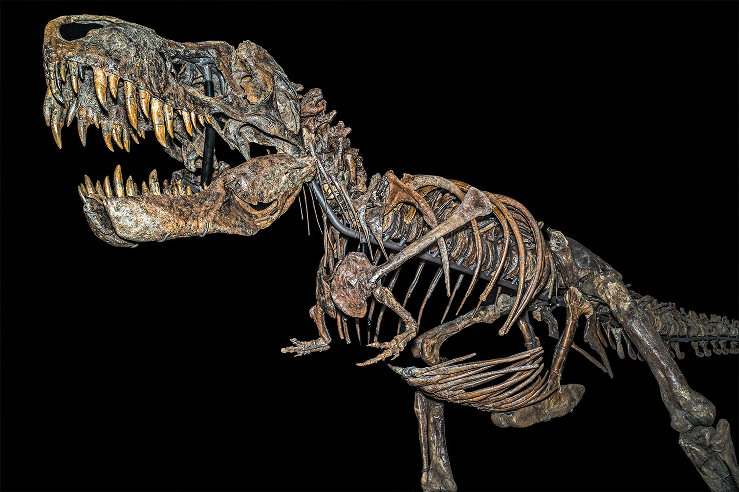tyrannosaurus3 kopier