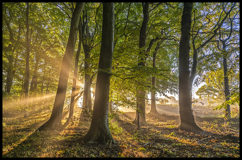 Rays of light - Nr. 1/30