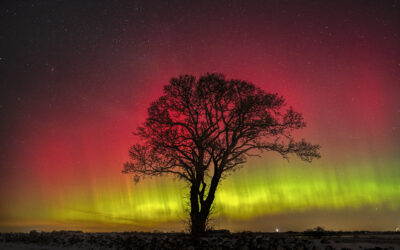 Tree of celestial fire!