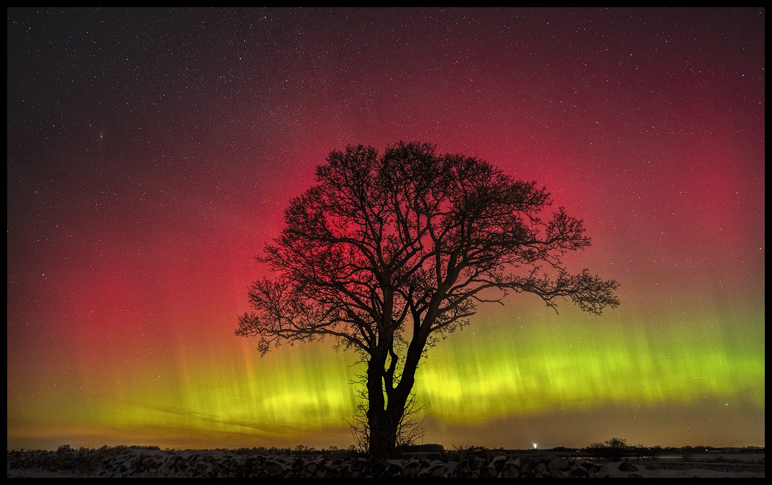 Tree of celestial fire! - Nr. 1/30