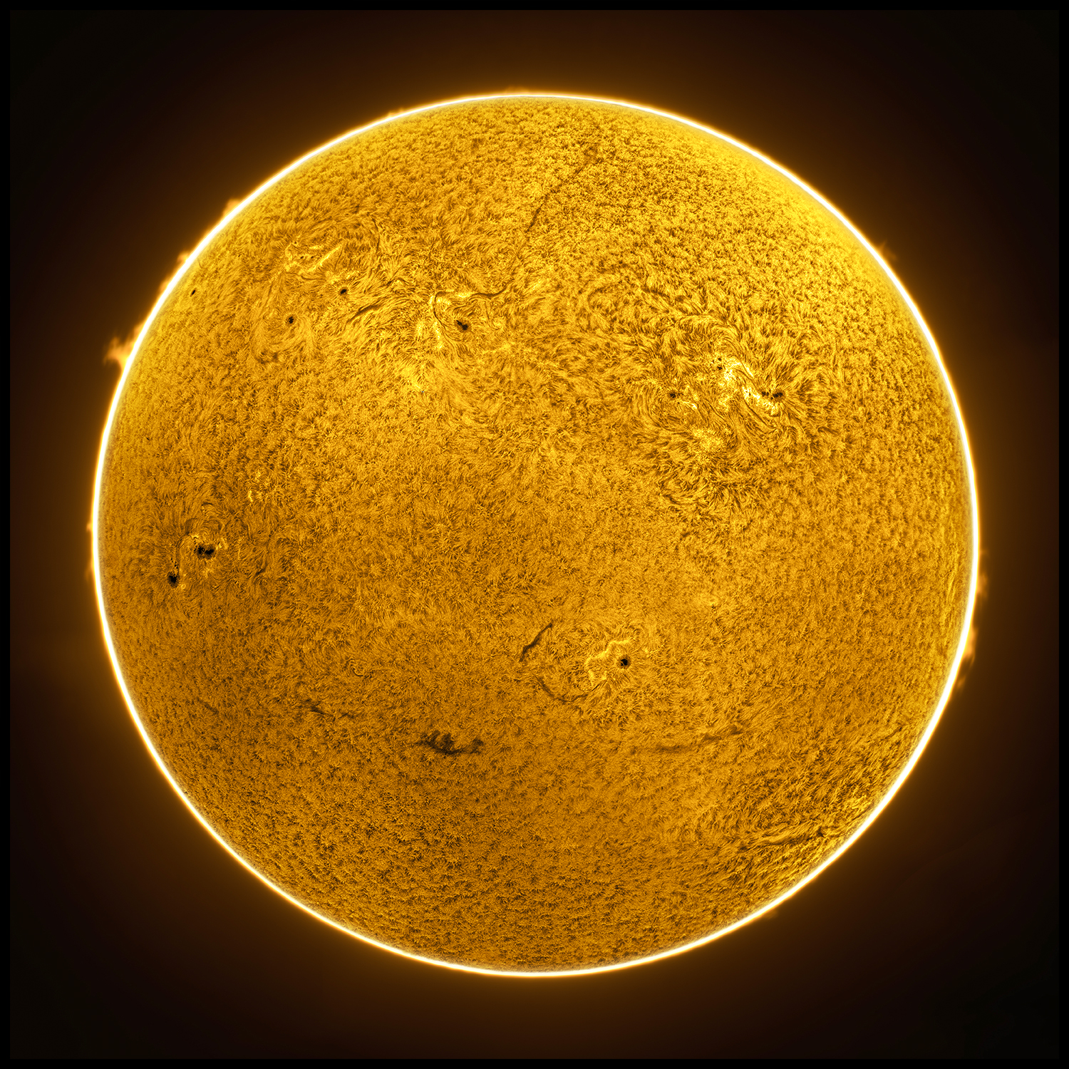 Leopard pletter - Nr. 1/30